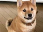 štěňata shiba inu štěňata shiba inu