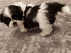 štěňata shih tzu štěňata shih tzu