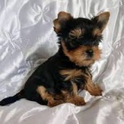 Yorkšírkové s pp Yorkšírkové s pp