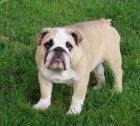 Anglický buldok s pp Anglický buldok s pp