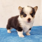 Kr�sn� pes a �ena o�kovan� �t��ata Welsh Corgi Pembroke na prodej