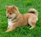 Zdrav� a o�kovan� kr�sn� �t��ata shiba inu kr�sn�ch mu�� a �en