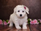 Rozko�n� miminka bichon frize �t��ata na prodej.