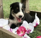 �t���tka samc� border kolie na prodej.
