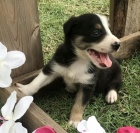 �t���tka samc� border kolie na prodej.