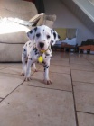 K adopci jsou k dispozici kr�sn� dalmatsk� �t��ata s jedine�nou b�lou srst� s �ern�mi a jatern�mi skvrnami.