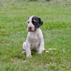 N�MECK� DOGA �T��ATA NA PRODEJ