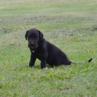 N�MECK� DOGA �T��ATA NA PRODEJ