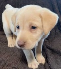 Krásná, zdravá a očkovaná štěňata labradorského retrívra na prodej. Krásná, zdravá a očkovaná štěňata labradorského retrívra na prodej.