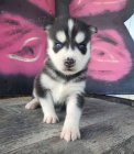 modré oči zdravé samce a samice očkovaná štěňata sibiřského husky na prodej. modré oči zdravé samce a samice očkovaná štěňata sibiřského husky na prodej.