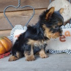 Kr�sn� �t��ata york��rsk�ho teri�ra na prodej za rozumnou cenu.