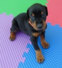štěňata dobermana k dispozici k adopci.  štěňata dobermana k dispozici k adopci.