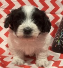 Zdravá a roztomilá štěňátka Havanese na prodej. Zdravá a roztomilá štěňátka Havanese na prodej.