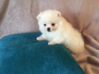 roztomilá štěňátka mini pomeranian na prodej. roztomilá štěňátka mini pomeranian na prodej.