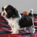 Rozkošná a zdravá štěňata shih tzu samců a samic na prodej. Rozkošná a zdravá štěňata shih tzu samců a samic na prodej.