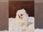 Čistokrevná Pomeranian/špic Čistokrevná Pomeranian/špic