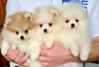 Luxusní pomeranská štěňata Luxusní pomeranská štěňata