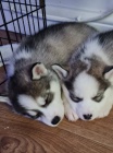 Štěňátka sibiřského huskyho, 100% zdravé Štěňátka sibiřského huskyho, 100% zdravé