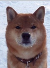 �t��ata shiba inu
