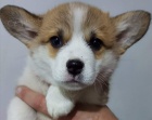 �t��ata Pembroke Welsh Corgi