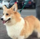 �t��ata Pembroke Welsh Corgi