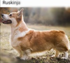 �t��ata Pembroke Welsh Corgi