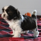 štěňata shih tzu štěňata shih tzu