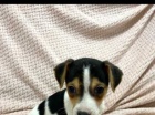 Jack Russell štěňata Jack Russell štěňata