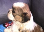 štěňata shih tzu štěňata shih tzu