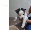 SIBIŘSKÝ HUSKY SIBIŘSKÝ HUSKY