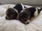 BEAGLE ŠTĚŇATA BEAGLE ŠTĚŇATA