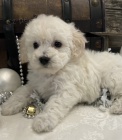 Krásná štěňata Bichon Poo k prodeji. Krásná štěňata Bichon Poo k prodeji.