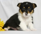 Velmi roztomil� �t��ata Welsh Corgi Pembroke na prodej.