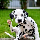 Rozko�n� �t���tka Dalmatina na ob�ad.