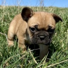 Kr�sn� francouzsk� buldo�ek na prodej. 