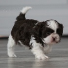 Velmi roztomil� �t���tka shih tzu ps� a samic na prodej.