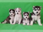 Čistokrevný husky Čistokrevný husky