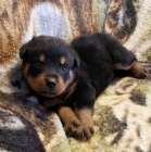 Roztomil� o�kovan� �t��ata rotvajler� k prodeji. 