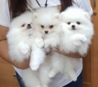 sn�hob�l� pomeranian na prodej. �t���tka jsou and�lci.