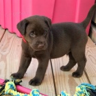 štěňata labradorského retrívra na prodej. štěňata labradorského retrívra na prodej.
