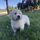 zlat� retr�vr �t�n� pro va�i rodinu. 