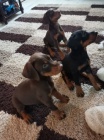 štěňata dobermana jsou k dispozici pro přesměrování. štěňata dobermana jsou k dispozici pro přesměrování.