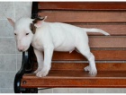 Bull teriér štěňata na prodej.  Bull teriér štěňata na prodej.