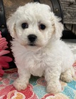 štěňata bichon frize jsou nyní k prodeji.  štěňata bichon frize jsou nyní k prodeji.