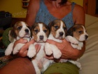 trikolorní beagle štěňata na prodej.  trikolorní beagle štěňata na prodej.