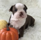 Kr�sn� o�kovan� �t��ata bostonsk�ho teri�ra k prodeji. 