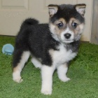 �t��ata shiba inu na prodej.