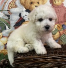 bichon frize štěňata na prodej. bichon frize štěňata na prodej.