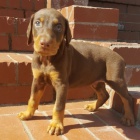 Krásná štěňátka dobermana k adopci. Krásná štěňátka dobermana k adopci.