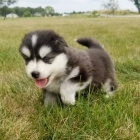Pomsky štěňata na prodej. Pomsky štěňata na prodej.